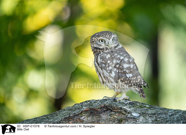 Steinkauz / little Owl / HSP-01578