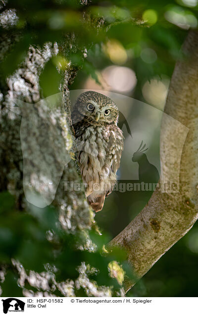 little Owl / HSP-01582