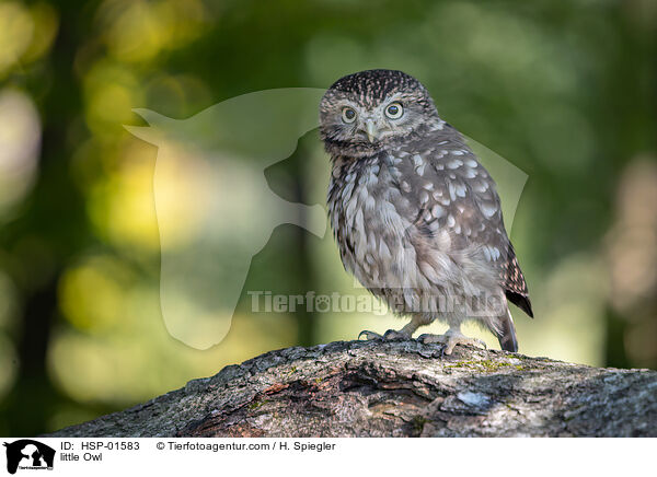 little Owl / HSP-01583