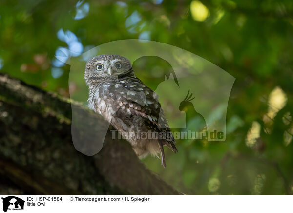 little Owl / HSP-01584