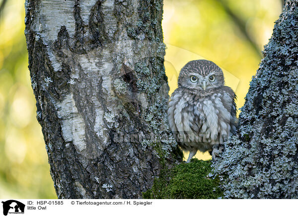 little Owl / HSP-01585