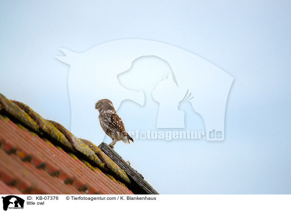 little owl / KB-07376