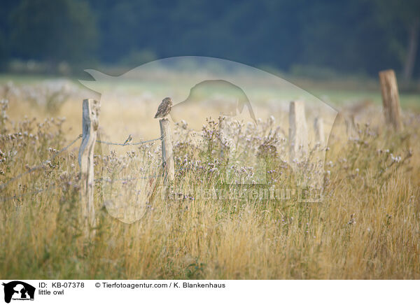 little owl / KB-07378