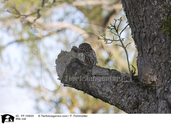 Steinkauz / little owl / FF-16800
