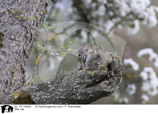 Steinkauz / little owl / FF-16802