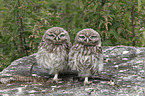 little owls