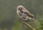 little owl