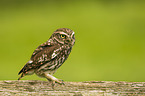 little owl