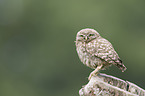 little owl