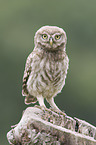 little owl