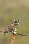 little owl