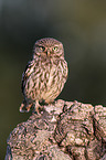 little owl