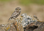 little owl