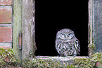 little owl