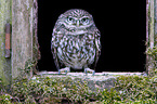 little owl