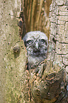 little owl