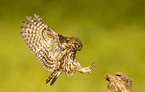 little owl