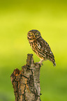 little owl