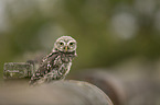 little owl