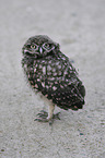 little owl