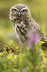 little owl