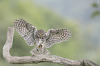 little owl