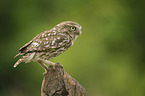 little owl