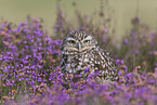little owl