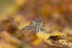 little owl