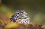 little owl