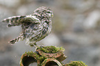 little owl