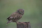 little owl