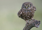 little owl