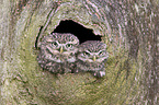 little owls