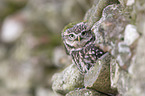 little owl