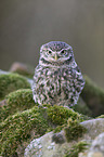little owl