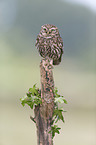 little owl