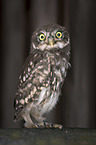 sitting Little Owl