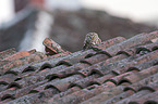 sitting Little Owl