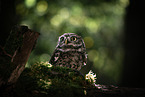 little owl