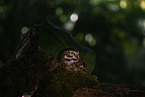 little owl