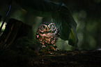 little owl