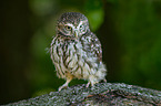 little Owl