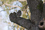little owl