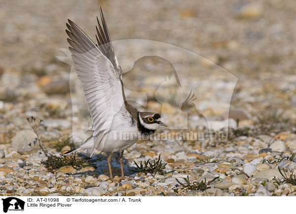 Fluregenpfeifer / Little Ringed Plover / AT-01098