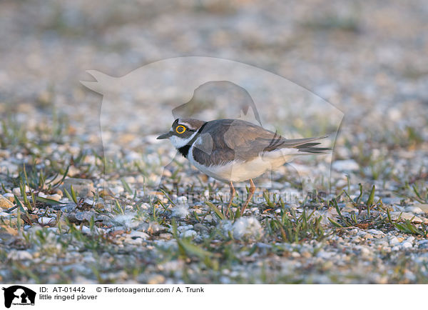 Fluregenpfeifer / little ringed plover / AT-01442