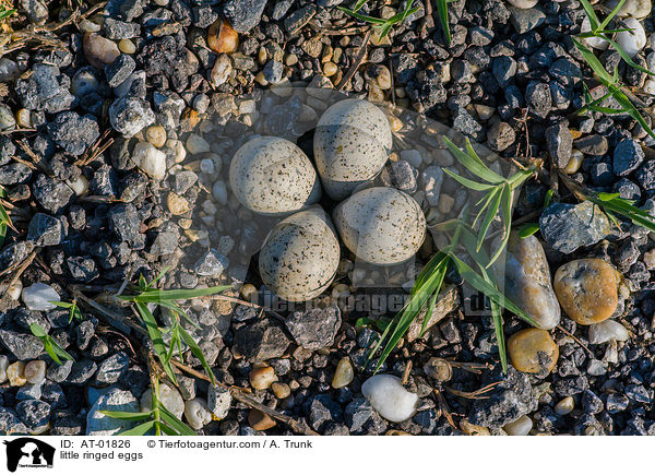 Fluregenpfeifer Eier / little ringed eggs / AT-01826