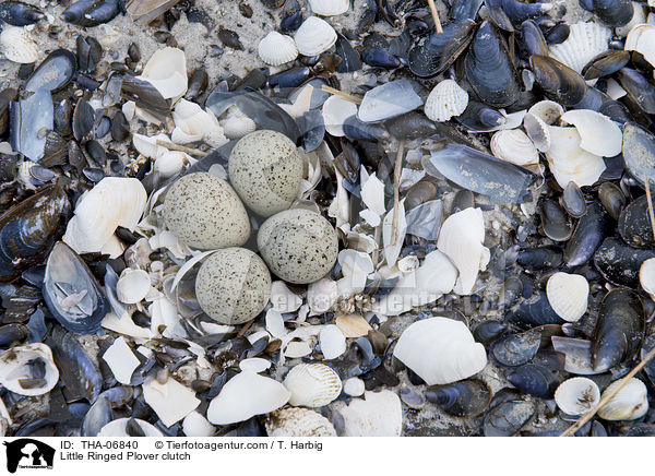 Little Ringed Plover clutch / THA-06840