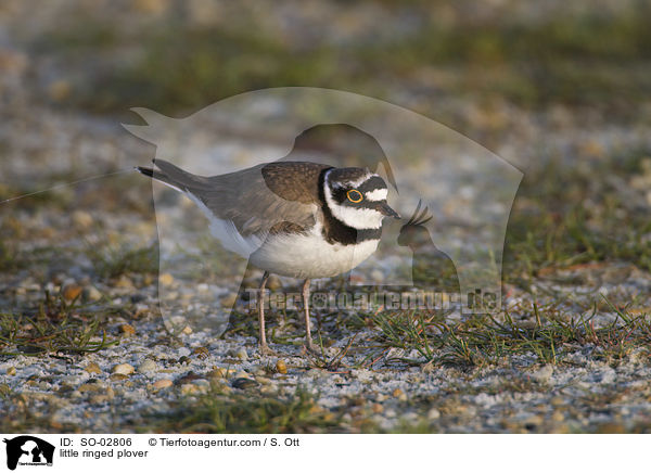 Fluregenpfeifer / little ringed plover / SO-02806