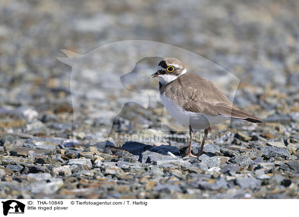Fluregenpfeifer / little ringed plover / THA-10849